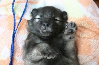 /album/fotogalerie-arkan-alias-modry/nemecky-vlci-spic-modry-966-jpg/